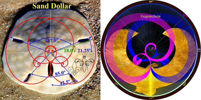Sand Dollar