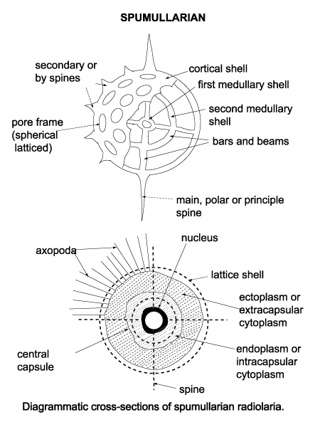 raddiag01